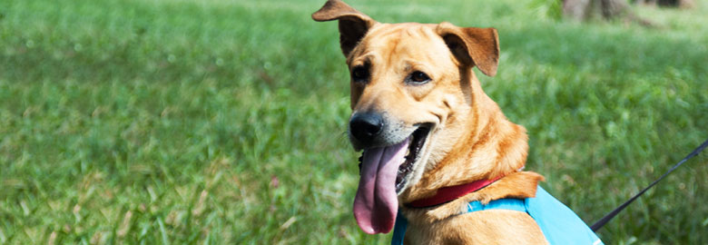 benefits of neutering a benefits of neutering spca selangor benefits of neutering a benefits of neutering spca selangor