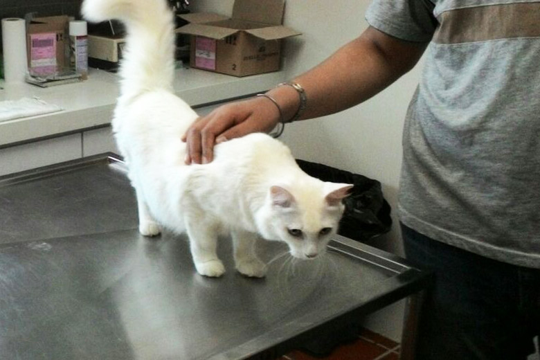 White cat found | SPCA Selangor