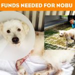 Nobu_News