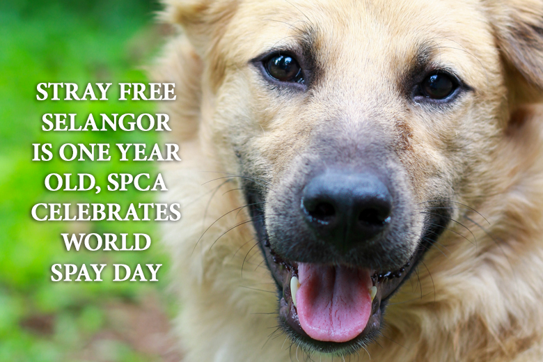 Stray Free Selangor Is One Year Old, SPCA Celebrates World Spay Day - SPCA  Selangor