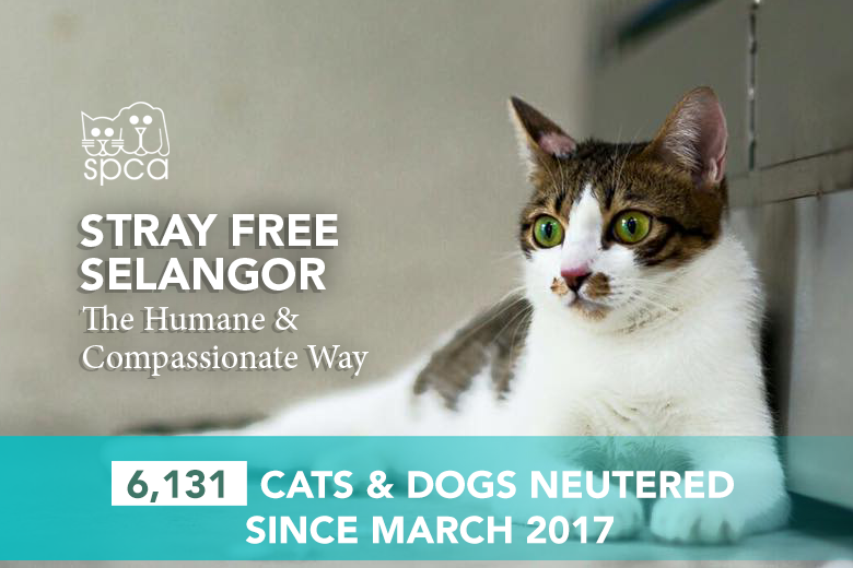 download stray for free download stray for free