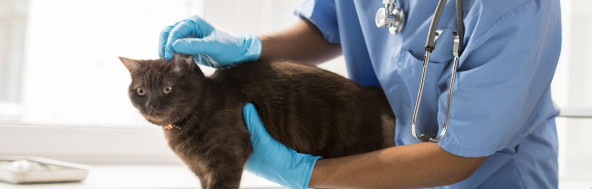 Spay & Neuter SPCA Selangor