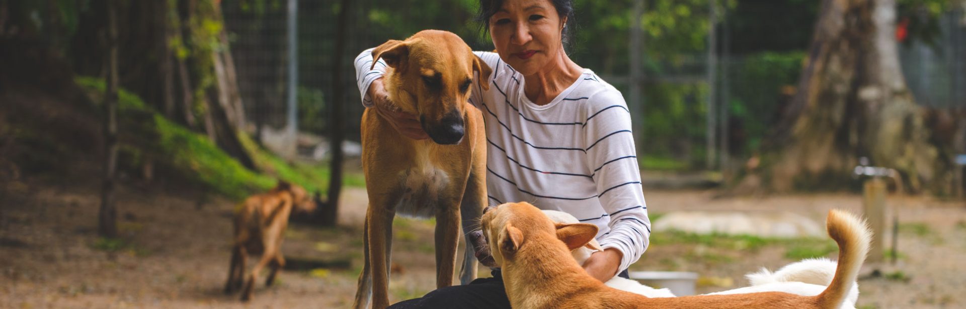 Shelter, Rehabilitation & Rehoming SPCA Selangor