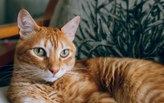 A cat sitting on a chair