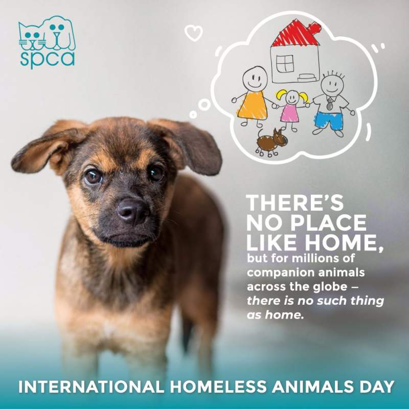 International Homeless Animals Day SPCA Selangor