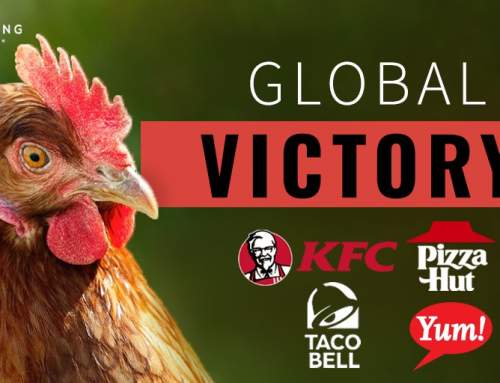 Victory: Yum! Brands Announces Global Cage-Free Commitment!