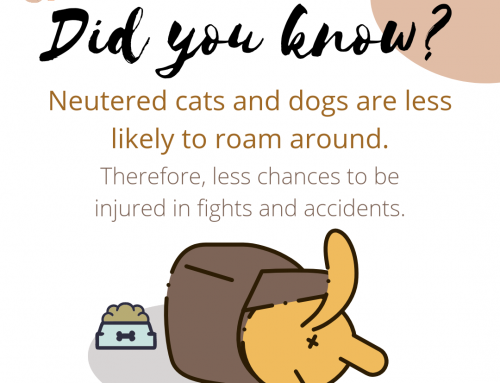 Neuter Your Pets, Keep Them Safe!