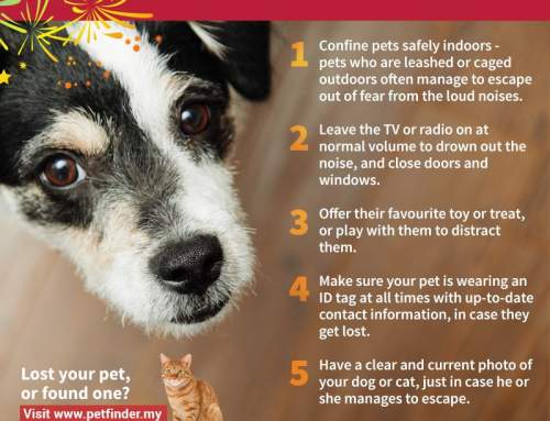 Keep Your Pet Safe This CNY!