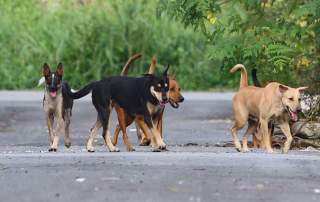 A pack of stray dogs roam an alley off Jalan Jambu Bol 2, in Taman Gembira, Klang.