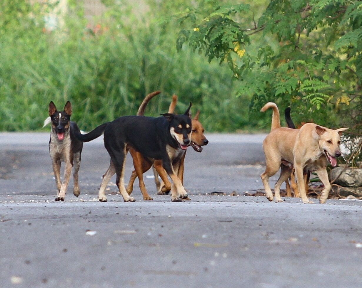 A pack of stray dogs roam an alley off Jalan Jambu Bol 2, in Taman Gembira, Klang.