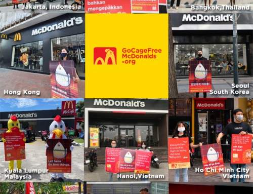 Activists Across Asia Confront McDonald’s Over Use of Cruel Cage Eggs