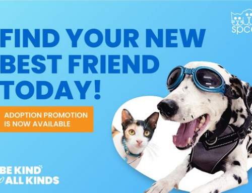 Find Your New Best Friend Today!