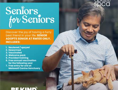 Seniors For Seniors