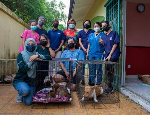 Stray Free Selangor – 9,485 neutered to date