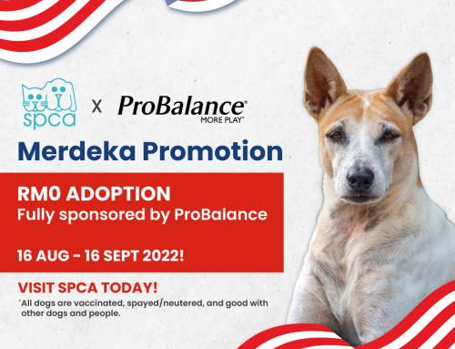 Adoption Merdeka Promotion with ProBalance!