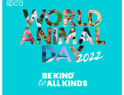 Celebrate World Animal Day @ SPCA Selangor!