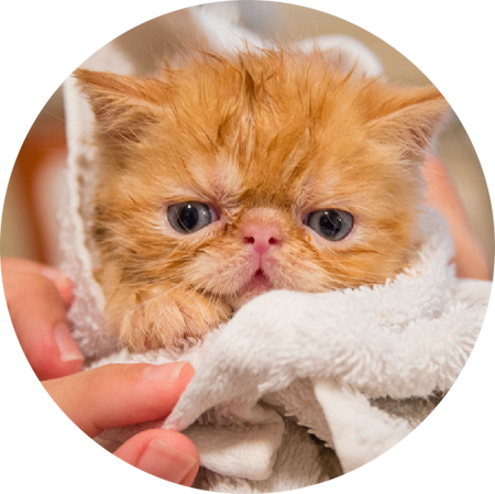 A kitten wrapped in a white towel