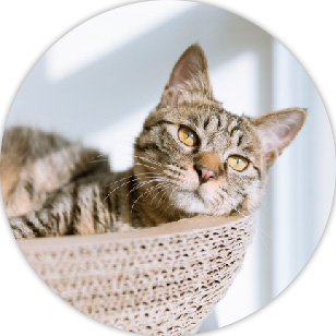 A small kitten lying at the side of a basket