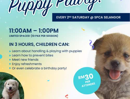 Puppy Pawty!