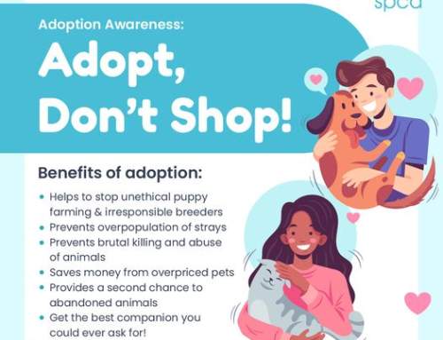 Adopt Don’t Shop!